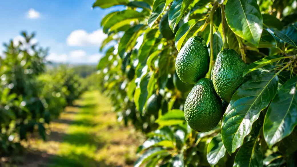 avocado-trees-blog