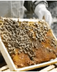 bee-hive-honeycomb-section-bogi-meeting-bundaberg-organic-gardeners