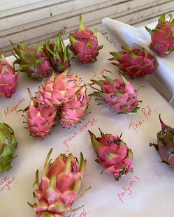 Rare Dragon Fruit Farm Bogi Visit dragon fruit Varieties