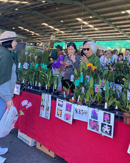 orchid display Queensland Garden Expo Bogi bundaberg organic gardeners