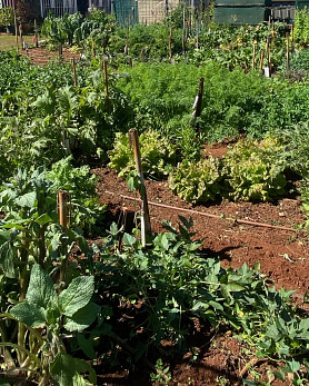 bogi-member-vegetable-garden-visit