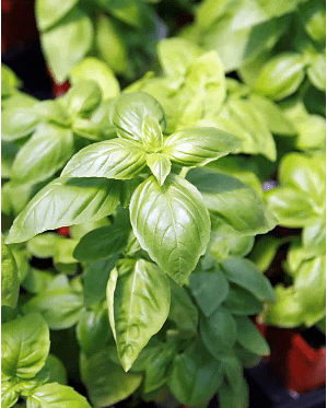 bogi-basil-plant-bundaberg-organic-gardeners