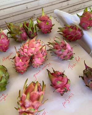 Rare Dragon Fruit Farm Bogi Visit dragon fruit Varieties