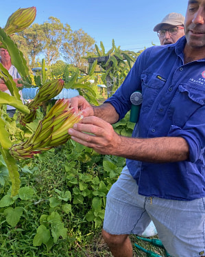 Rare Dragon fruiota Frarm Bogi visit checking for pollination