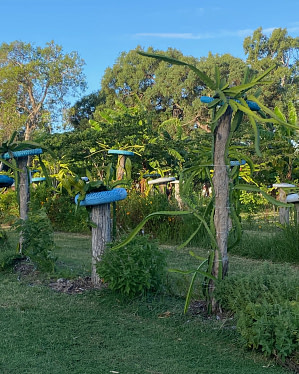 Rare Dragon fruit farm Bogi visit plants on posts