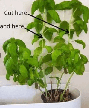 bogi-basil-cut1-bundaberg-organic-gardeners-nl (1)