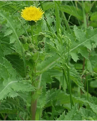 sow-thistle-bogi-newsletter-january-2025-bundaberg-organic-gardeners