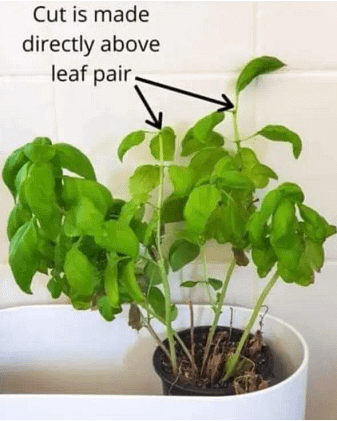 bogi-2 basil-cutting-method-bundaberg-organic-gardeners
