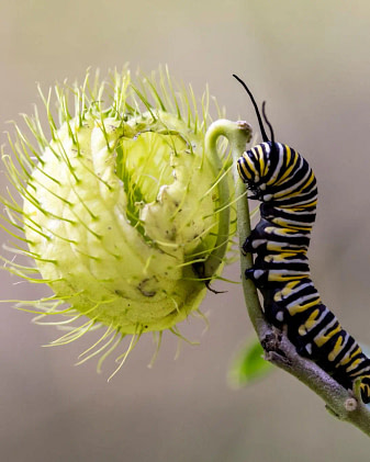 bogi-blog-butterfly3a-bundaberg-organic-gardeners
