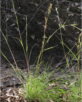 barbed-wire-grass-blog