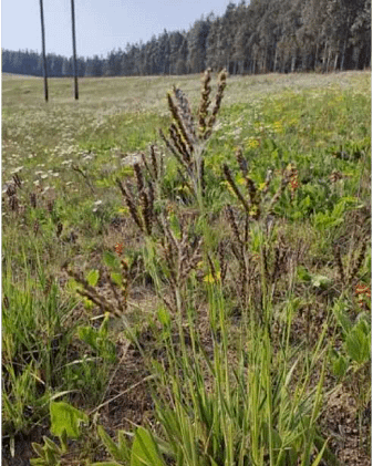 cookatoo-grass-blog