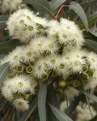 corymbia-tomentosa-native-bees