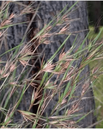kangaroo-grass-2-moonaboola-blog