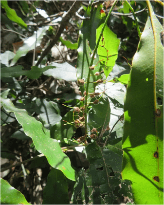 macadamia-threathened-species