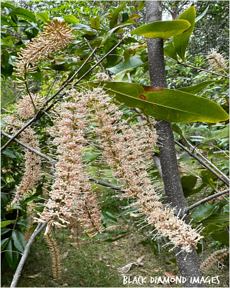 macadamia-tree-species-2