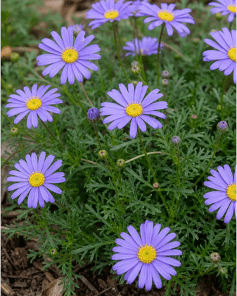 native-flowers-brachyscome-multifida