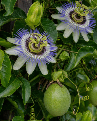 passionfruit-flower-native-bees