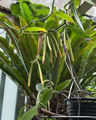 vanilla-beans-vine-growing