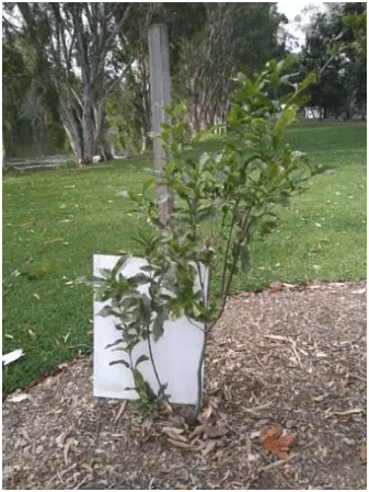 macadamia-improvement-1