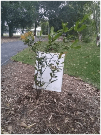 macadamia-improvement-2