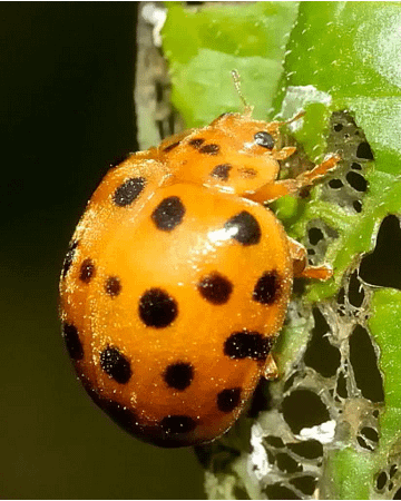 28-spotted-lady-bug-Bogi-bundaberg-organic-gardeners