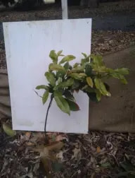 control-tree-macadamia-1