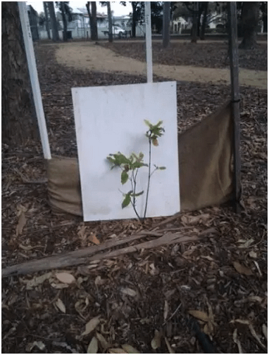 control-tree-macadamia-2