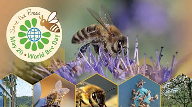 Bees overview Bogi bundaberg Organic gardeners illustration