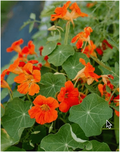 Nasturtium2
