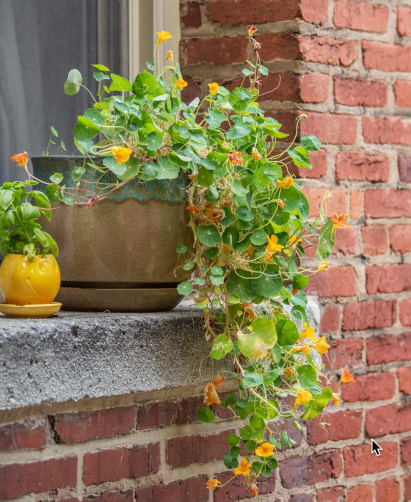 Nasturtium 1