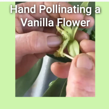 step-1-vaniila-pollination-video-extract