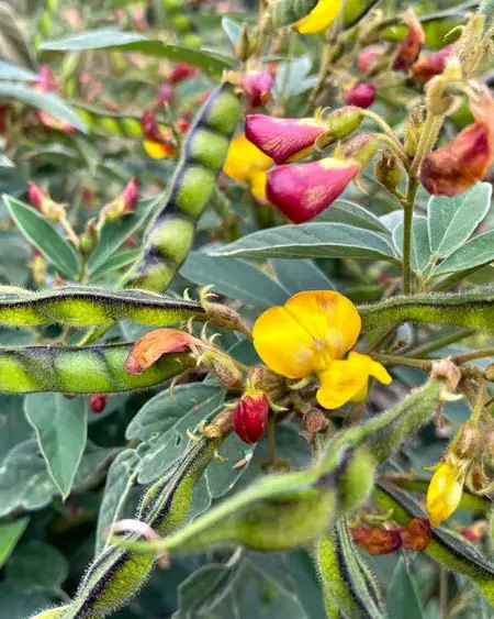 pigeon-pea-flower-pods (1)