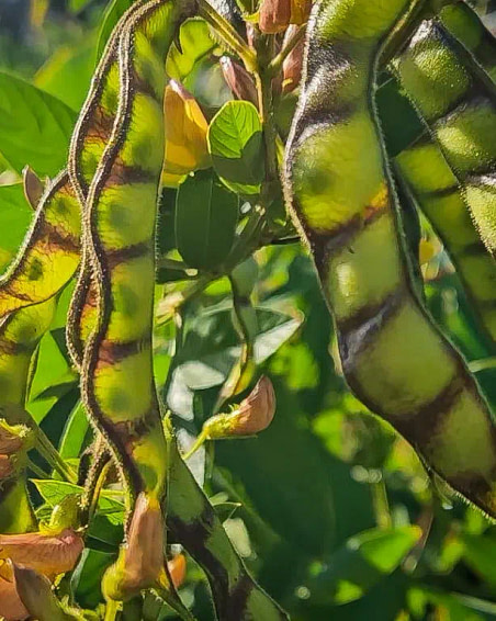 pigeon-pea-pods (1)