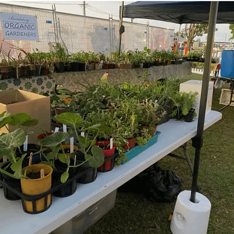 bundy-flavours-festival-free-seedlings