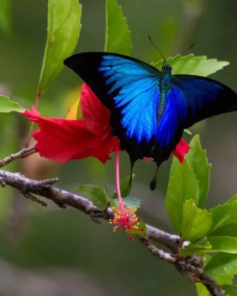 bogi-blog-butterfly-1a-bundaberg-organic-gardeners