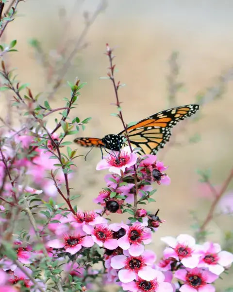 bogi-blog-butterfly2a-bundaberg-organic-gardeners