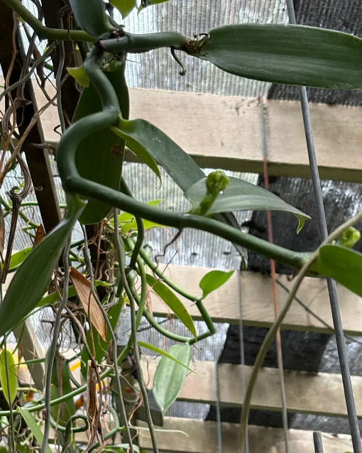 vanilla-pods-beginning-growth