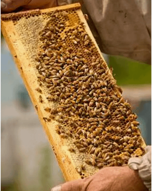 bogi-blog-bee-hive-bundaberg-organic-gardeners