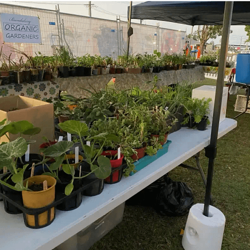 bundy-flavours-festival-free-seedlings