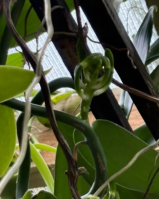 vanilla-bean-pod-small