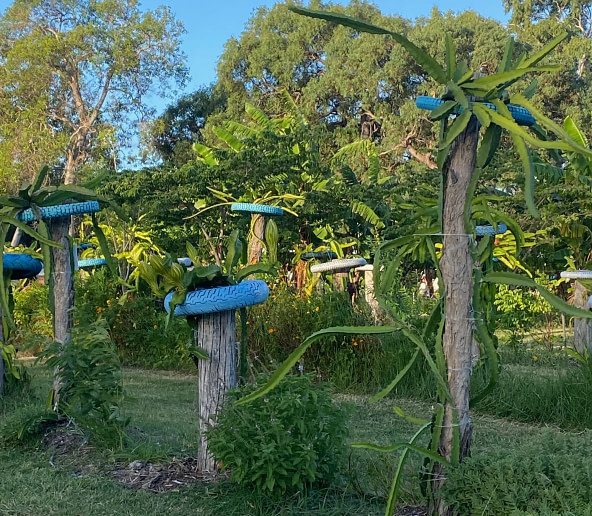 Dragon-fruit-Farm-Visit-Bogi-bundaberg-organic-gardeners