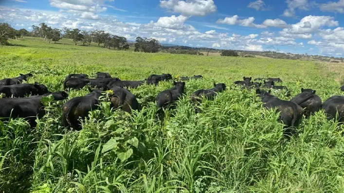 grazing-steers-blog