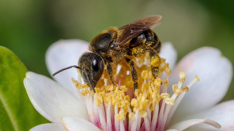 native-bee-flower