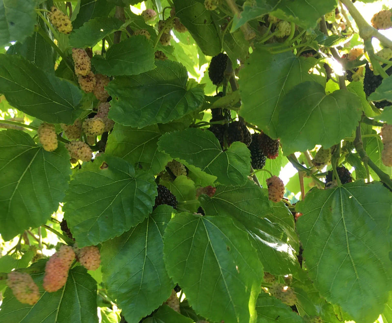 mulberry-leaves-health-benefits