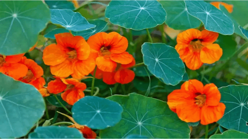 nasturtium