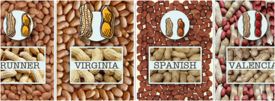 four-varieties-peanut-bogi-bundaberg-organic-gardeners